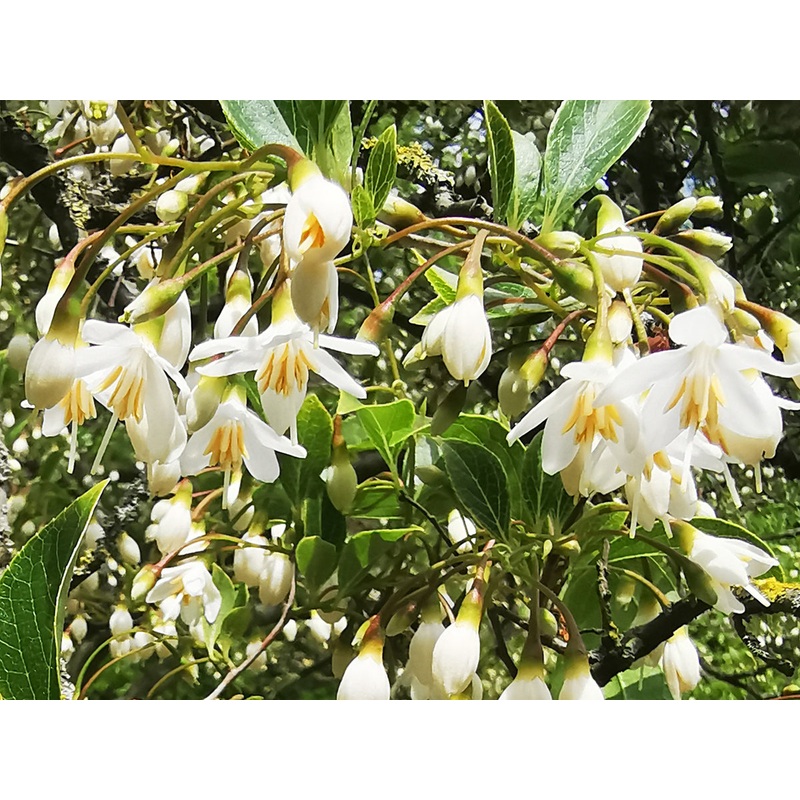 Styrax japonicus – Japanese Snowbell Tree