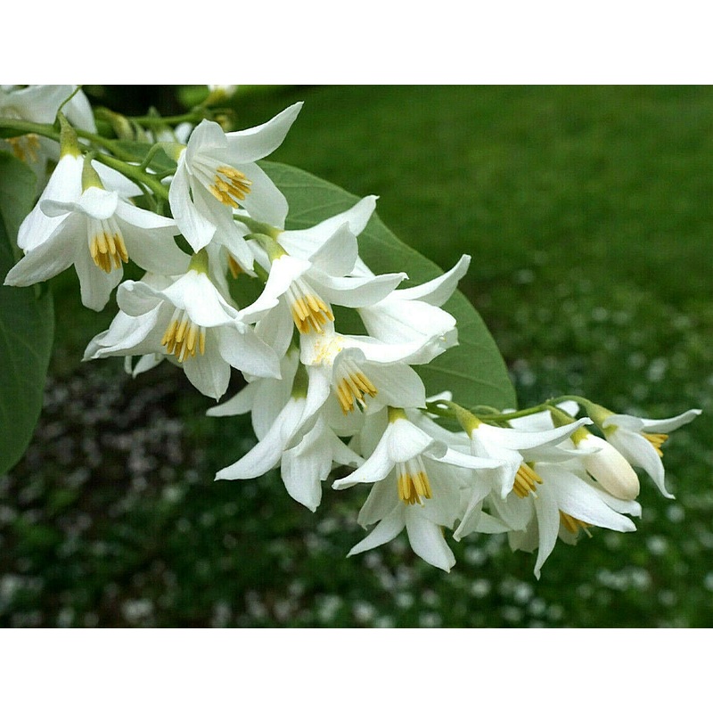 Styrax obassia – Fragrant Snowbell Tree