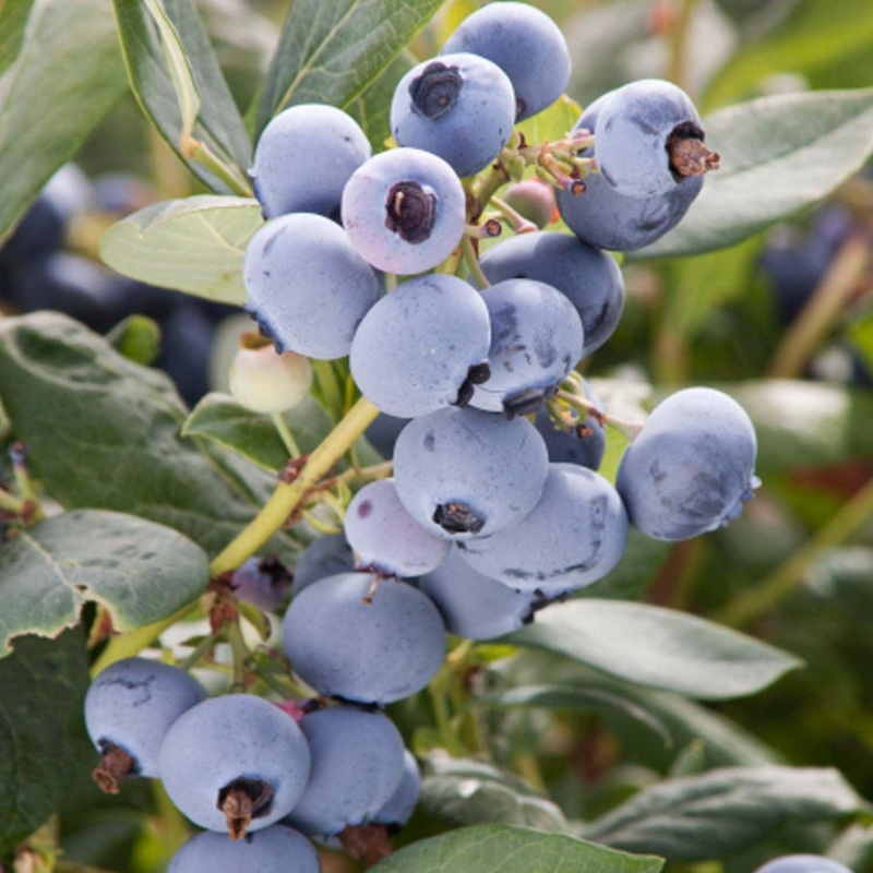 Sunshine Blue Blueberry – 2 Gallon