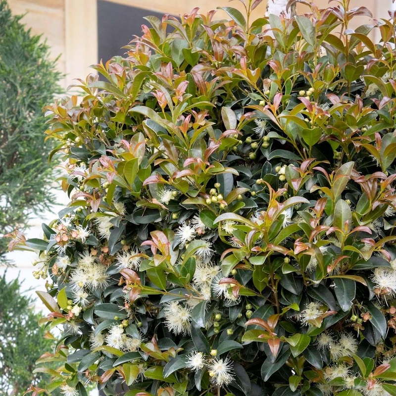 Syzygium ‘Monterey Bay’ – Monterey Bay Brush Cherry – 5 Gallon