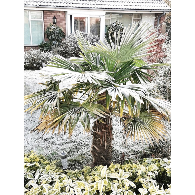 Trachycarpus fortunei – Windmill Palm, Chusan Palm