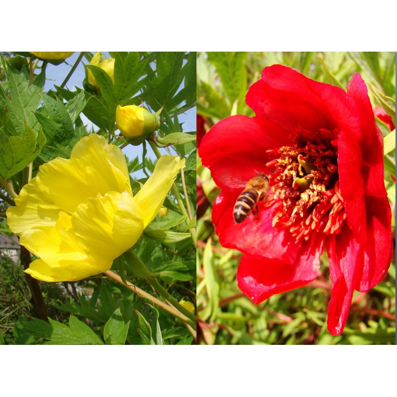Tree Peony Collection