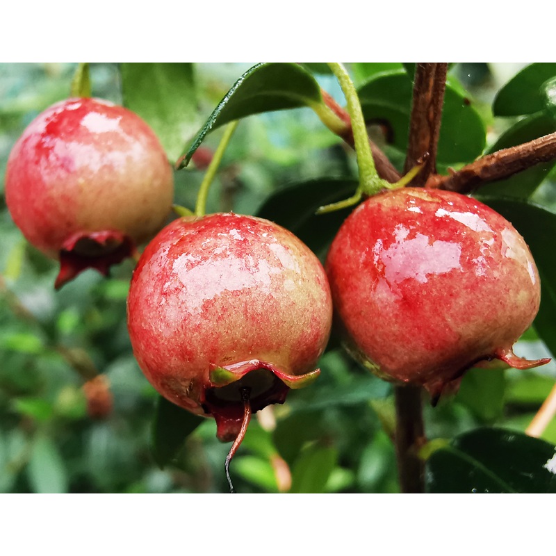 Ugni candollei – Pink Chilean Guava
