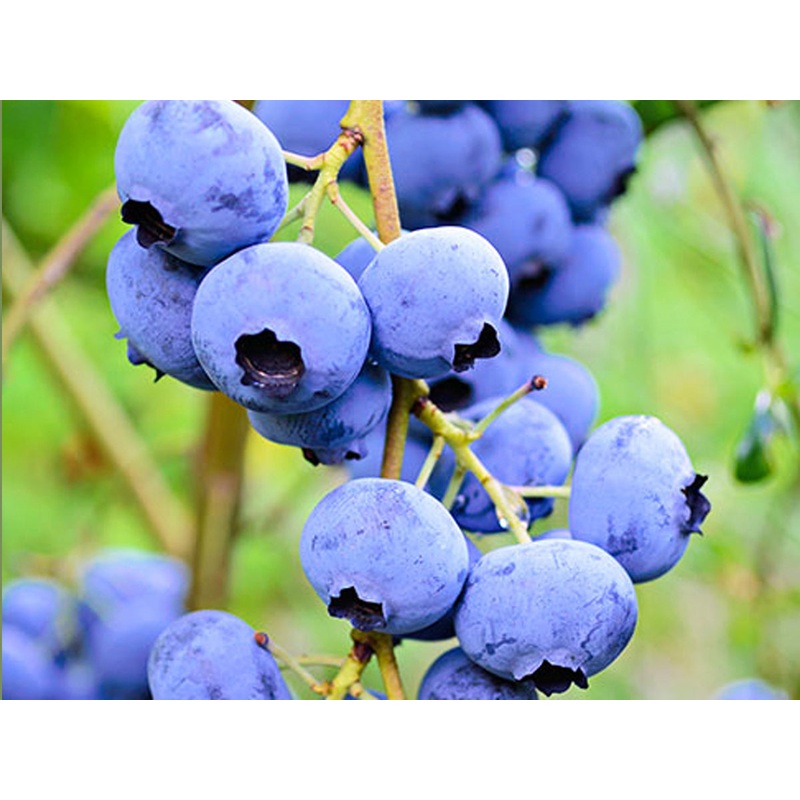 Vaccinium corymbosum – Blueberry