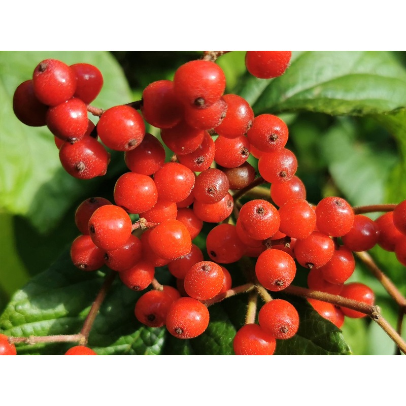 Viburnum dilatatum – Linden Arrowwood