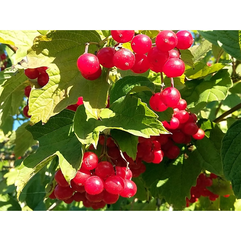 Viburnum opulus – Guelder Rose, European Cranberry