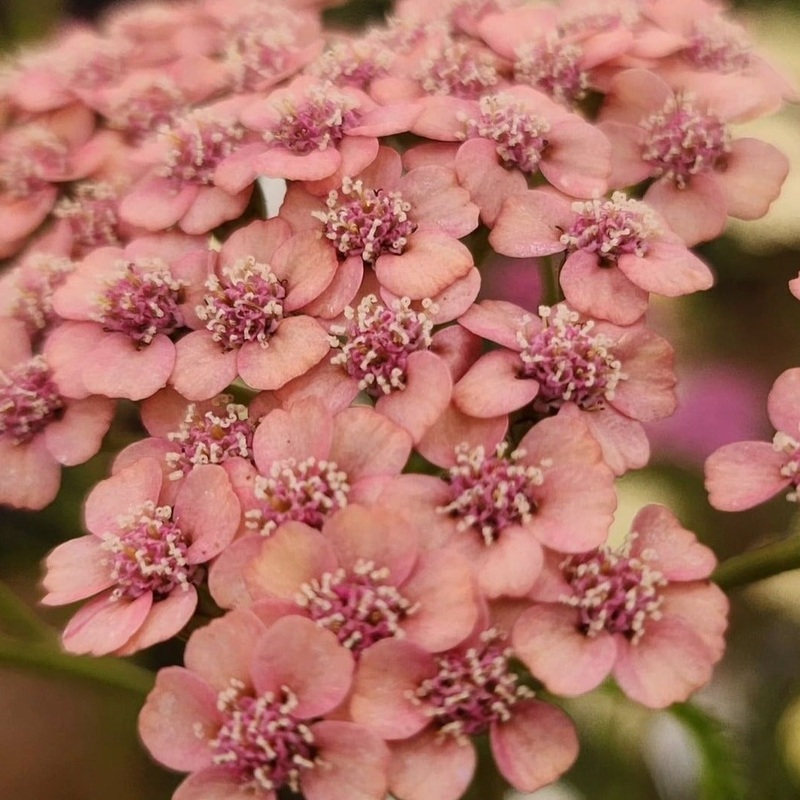 Achillea ‘Apricot Delight’|1.5L