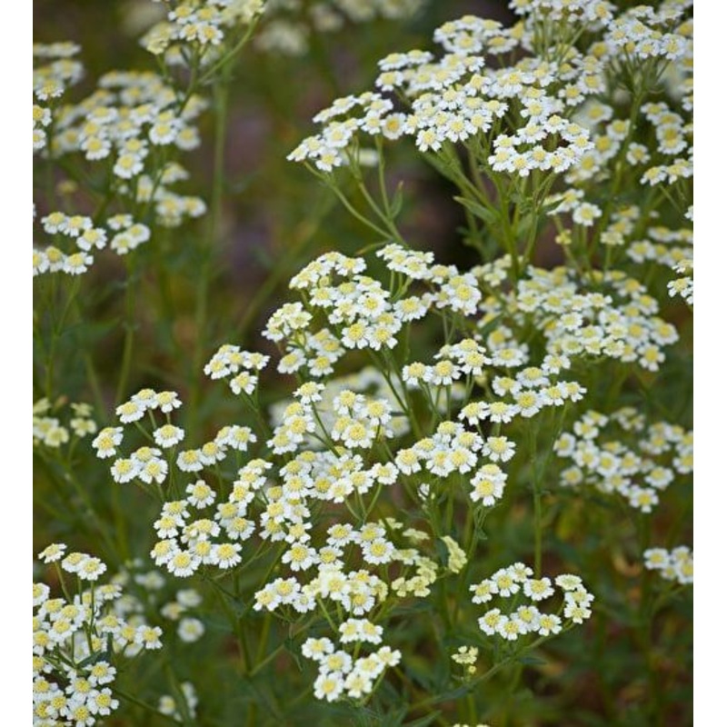 Achillea argeratum|2L
