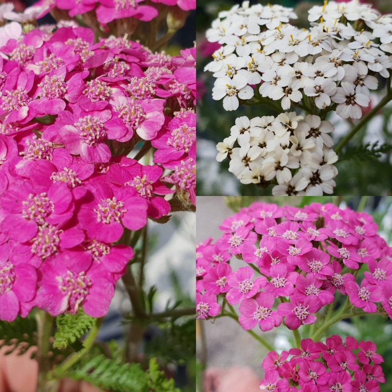 Achillea ‘Colorado’|13cm