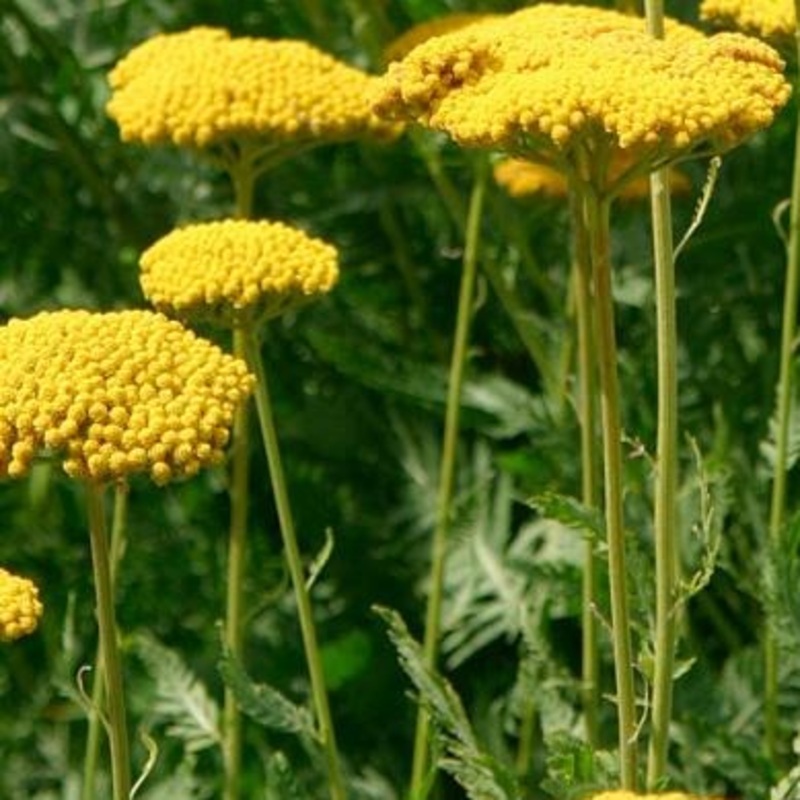 Achillea ‘Coronation Gold’|3L