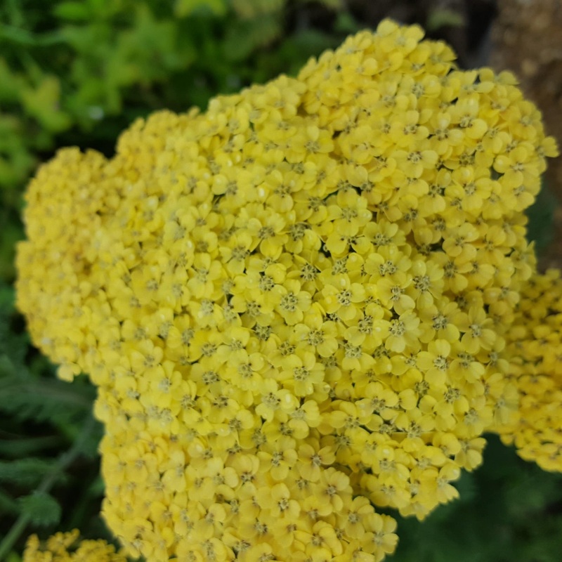 Achillea ‘Credo’|2L