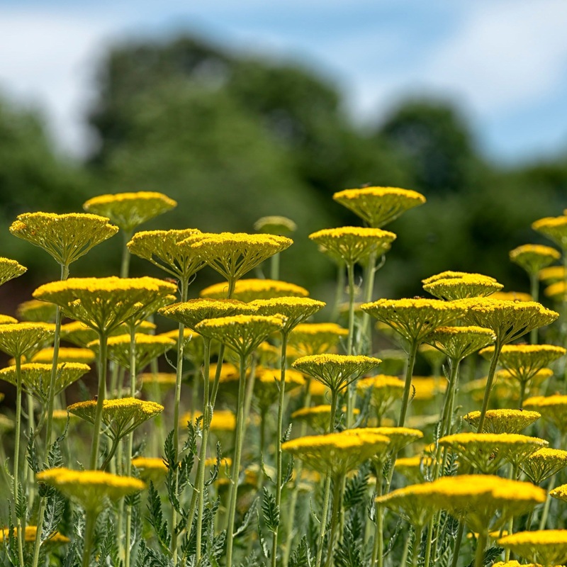 Achillea filipendulina ‘Cloth of Gold’
