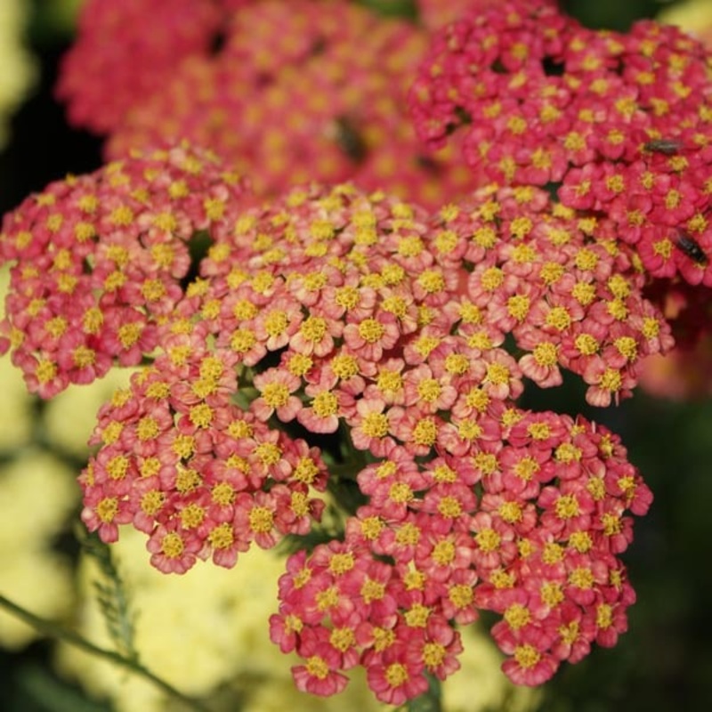 Achillea ‘Forncett Fletton’|2L