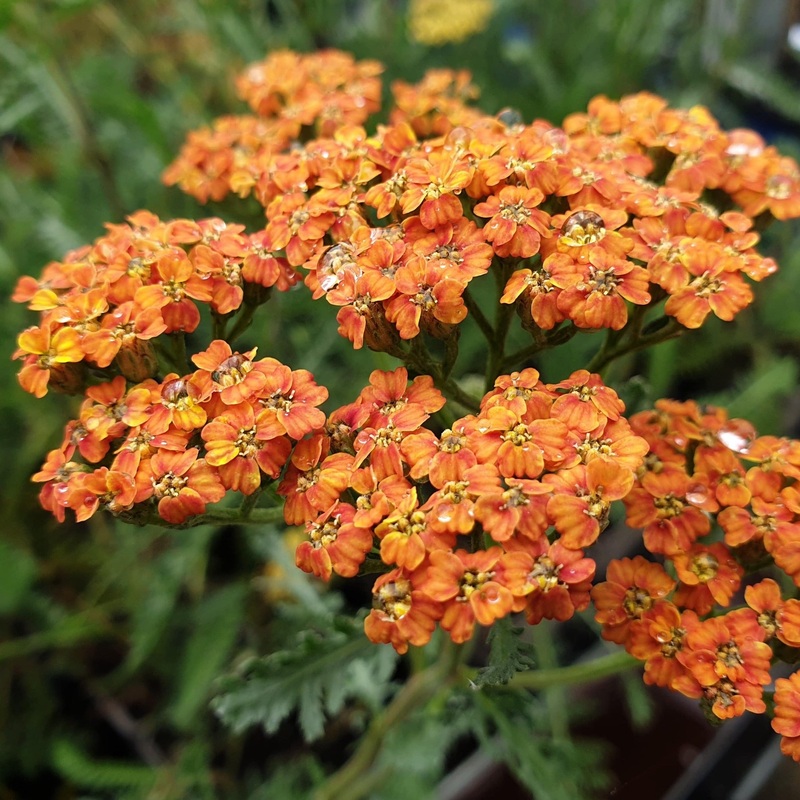 Achillea ‘Inca Gold’|2L