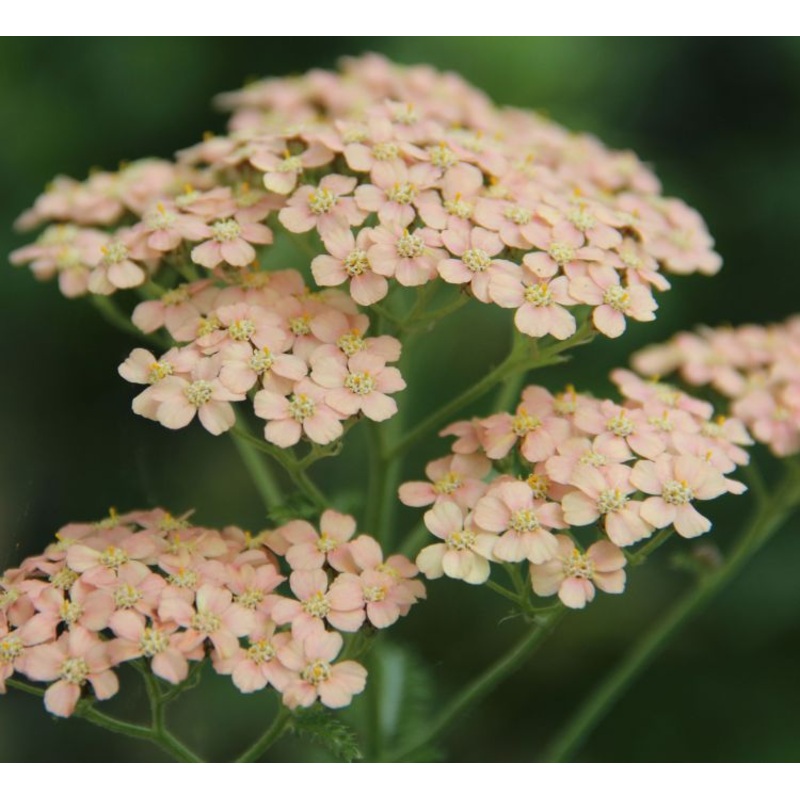 Achillea ‘Lachsschnheit’ (Salmon Beauty)