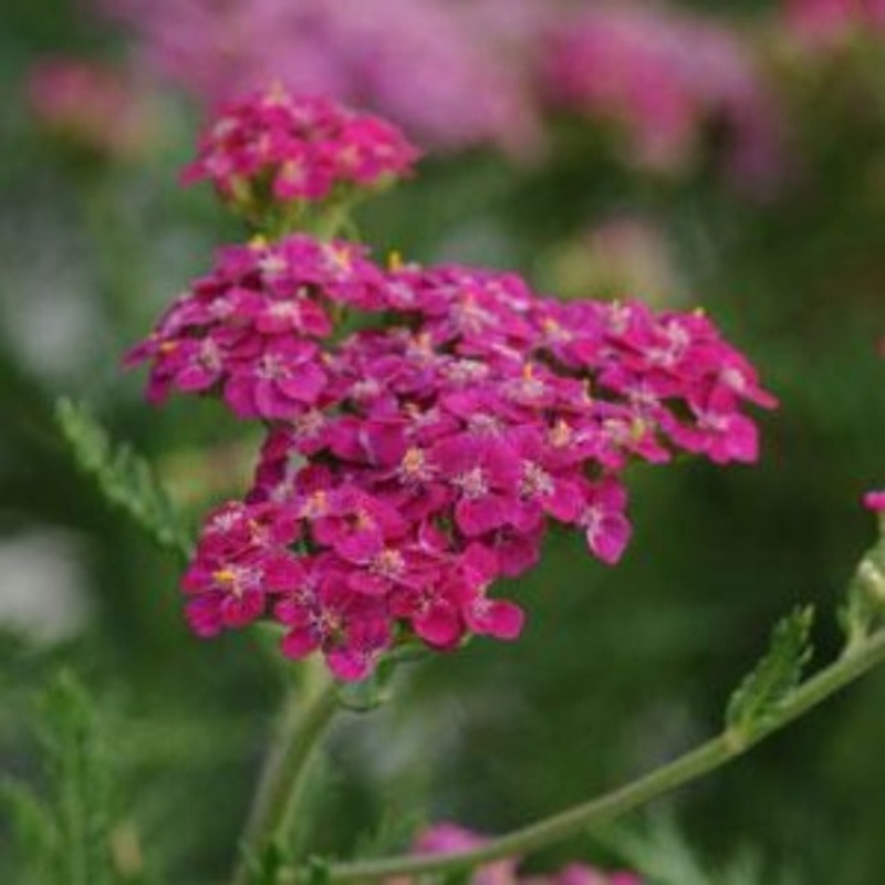 Achillea ‘Layla’|2L