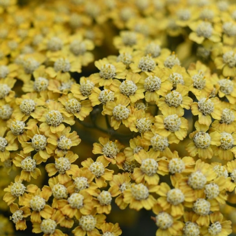 Achillea ‘Martina’|2L
