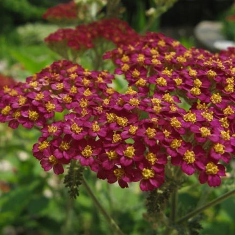 Achillea millefolium ‘Cassis’|3L