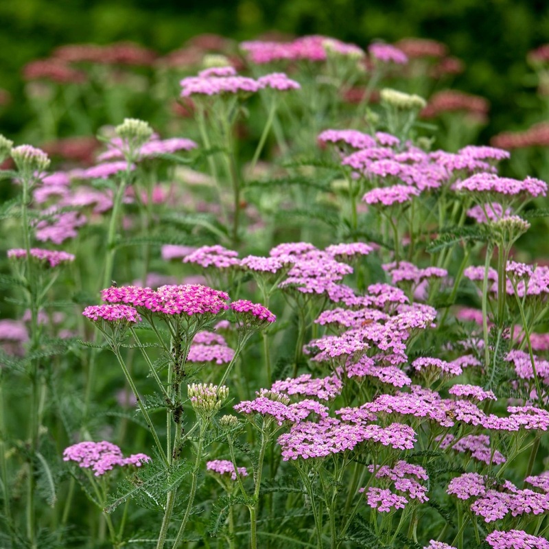 Achillea millefolium ‘Cerise Queen’