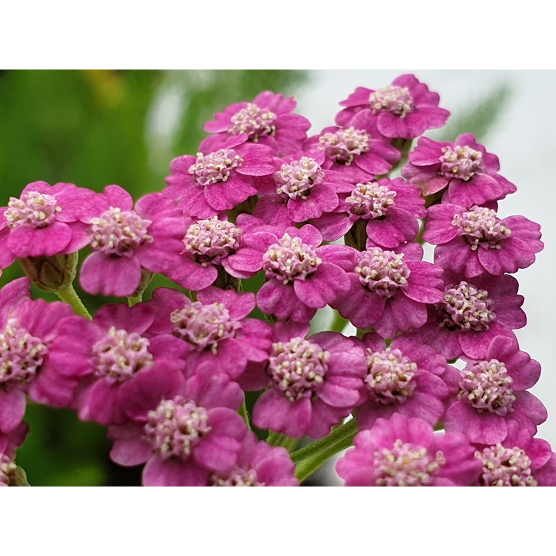 Achillea millefolium ‘Hybrid Pink’