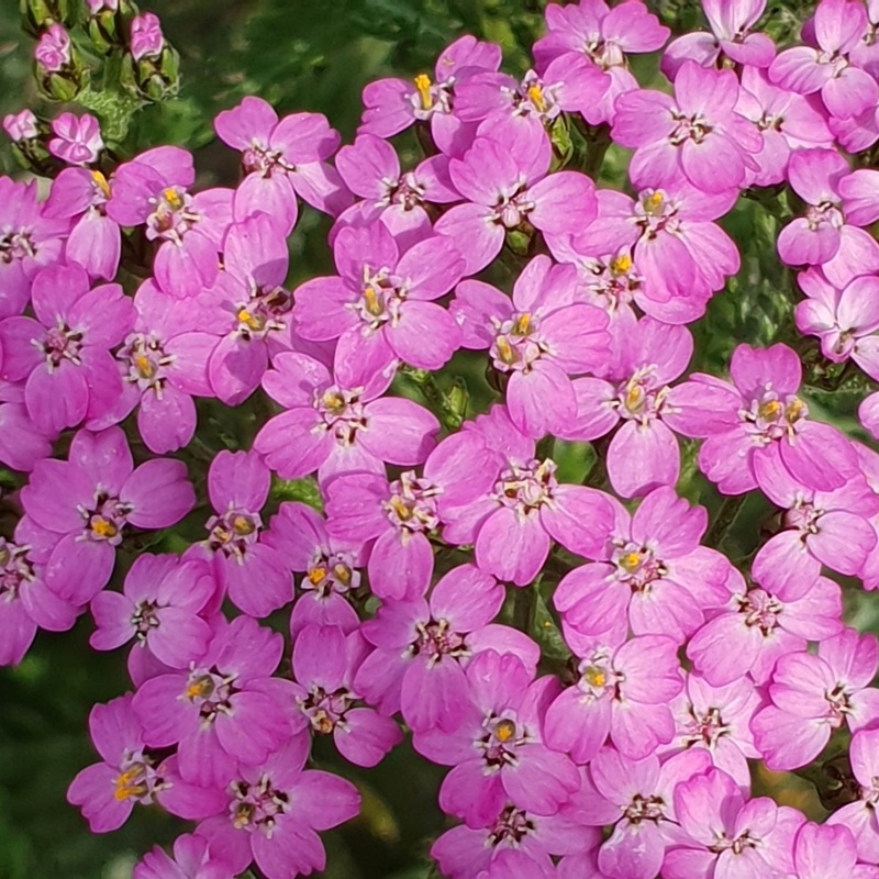 Achillea millefolium ‘Lilac Beauty’