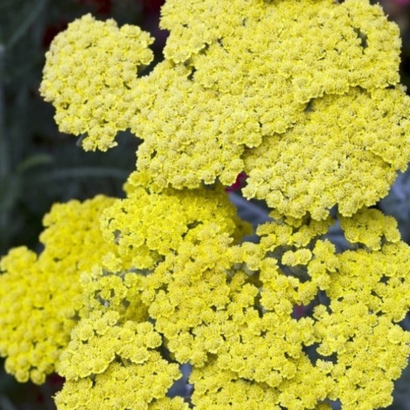Achillea millefolium ‘Little Moonshine’ (PBR)