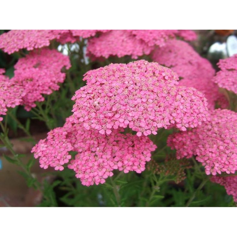 Achillea millefolium ‘Little Susie’ (PBR)
