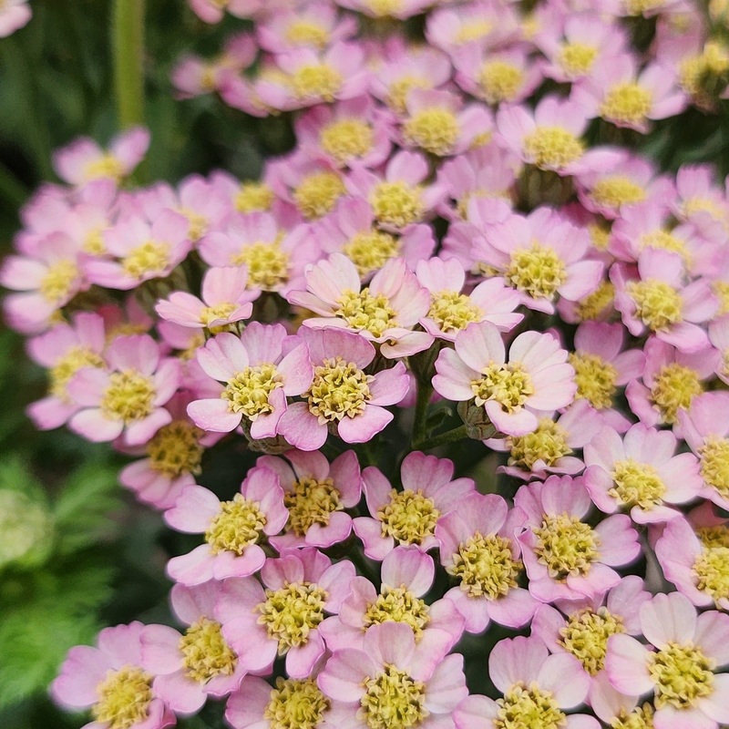 Achillea millefolium ‘Milly Rock Pink’
