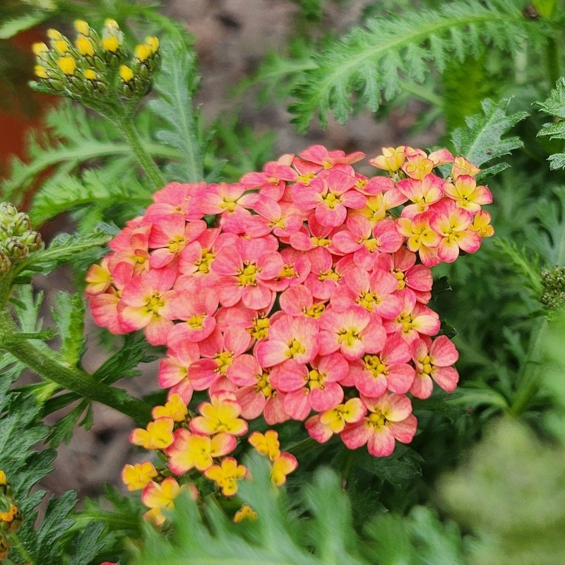 Achillea millefolium ‘Milly Rock Red’