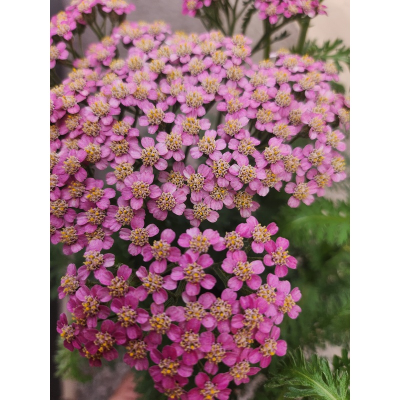 Achillea millefolium ‘Milly Rock Rose’