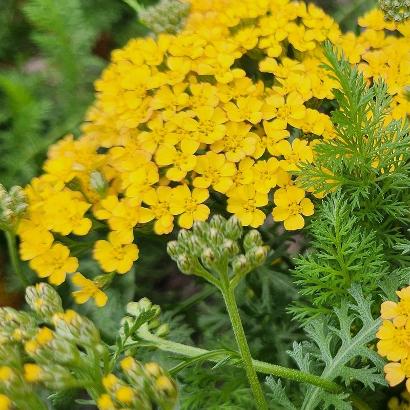Achillea millefolium ‘Milly Rock Yellow’