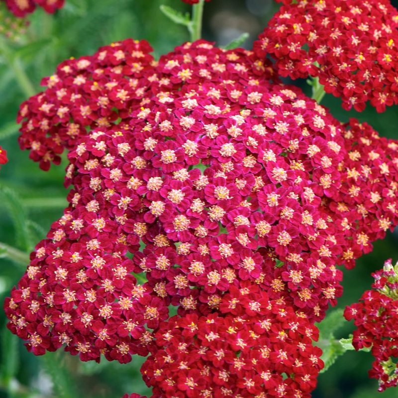 Achillea millefolium ‘New Vintage Red’