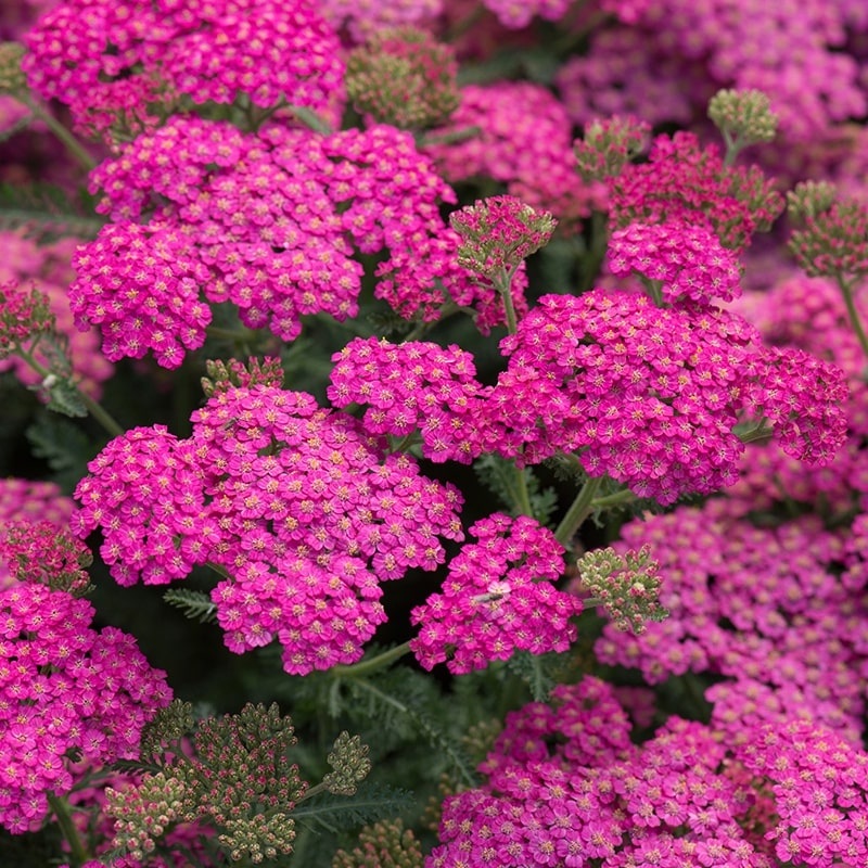 Achillea millefolium ‘New Vintage Rose’
