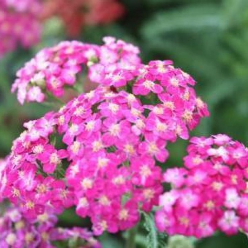 Achillea millefolium ‘New Vintage Violet’