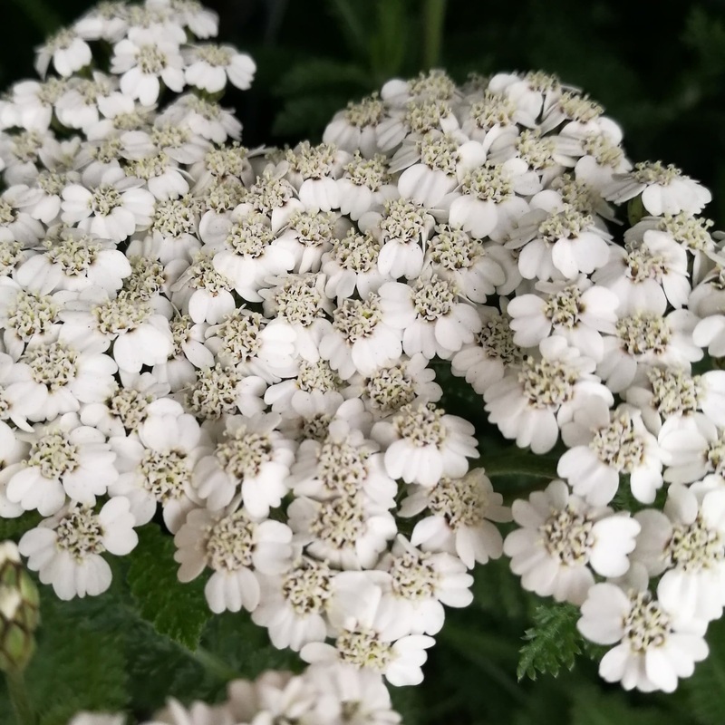 Achillea millefolium ‘New Vintage White’ – Sold out for 2025