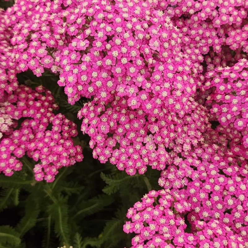 Achillea millefolium ‘Pink Grapefruit’ – Ready soon