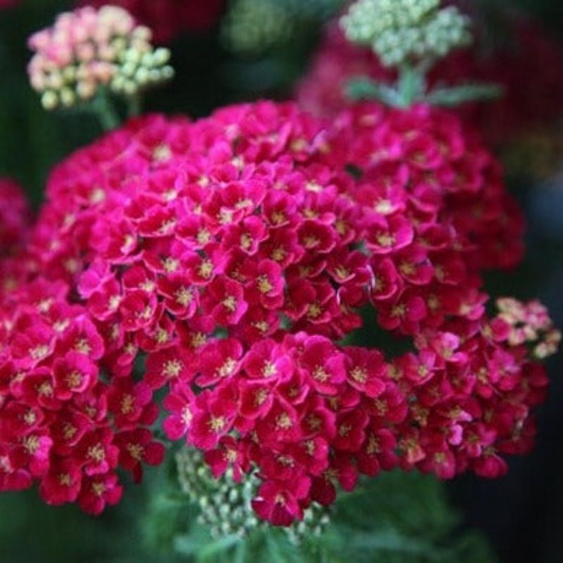 Achillea millefolium ‘Pomegranate’