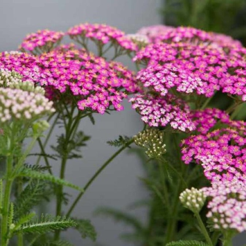 Achillea millefolium ‘Pretty Belinda’ (PBR)