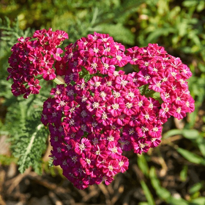 Achillea millefolium ‘Ritzy Rose’ – Coming soon!