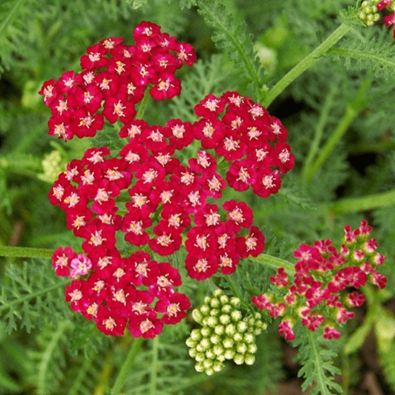 Achillea millefolium ‘Ritzy Ruby’ – Coming soon!