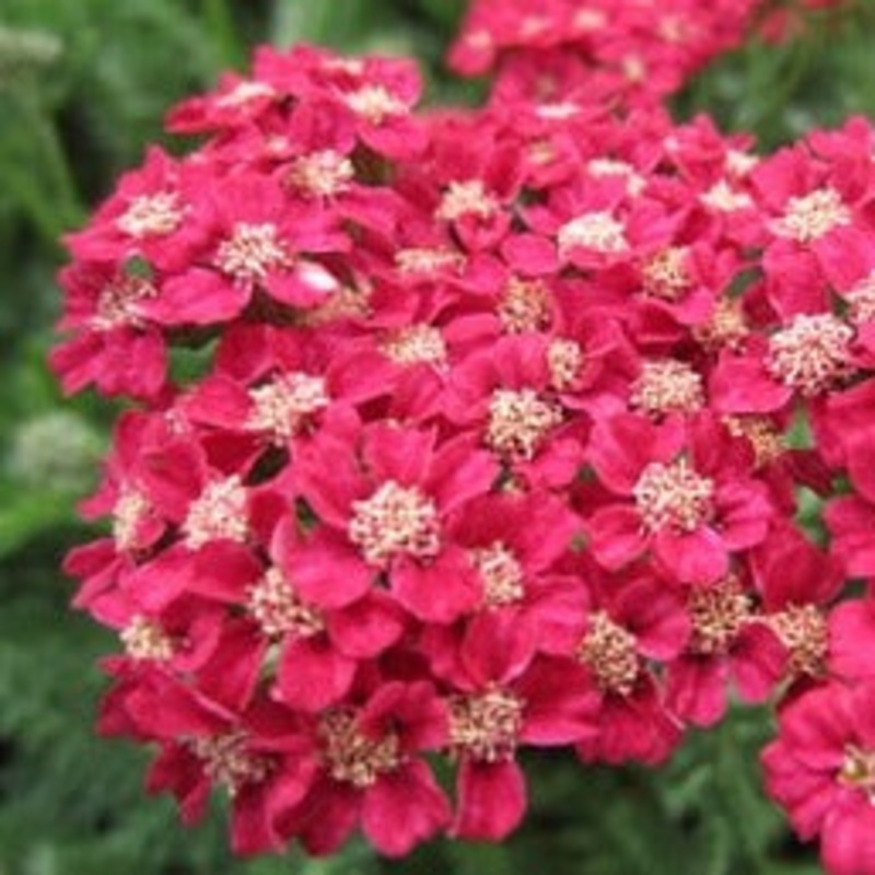 Achillea millefolium ‘Rose Madder’