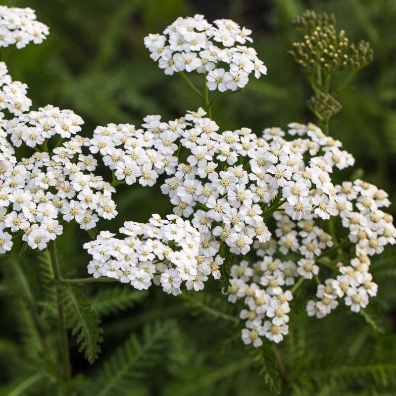 Achillea millefolium ‘Schneetaler’