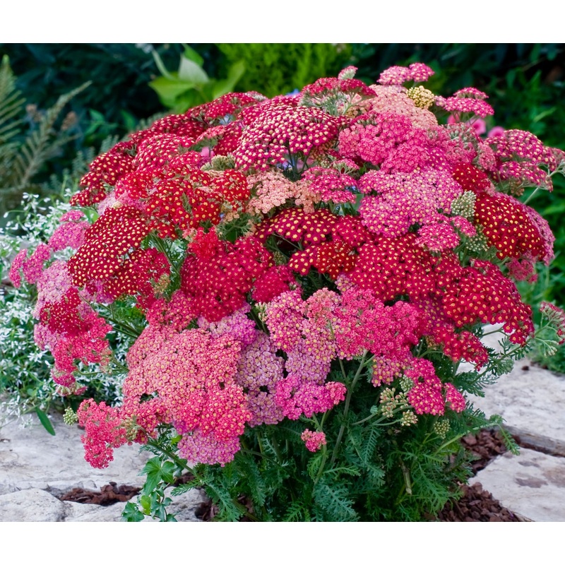 Achillea millefolium ‘Summer Berries’