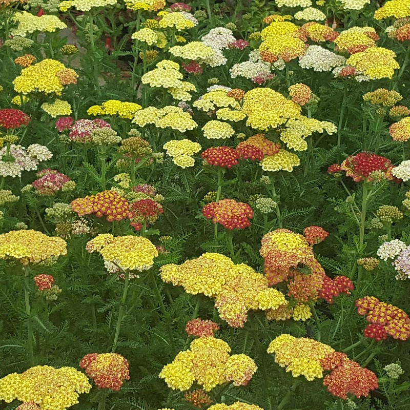Achillea millefolium ‘Summer Pastels’