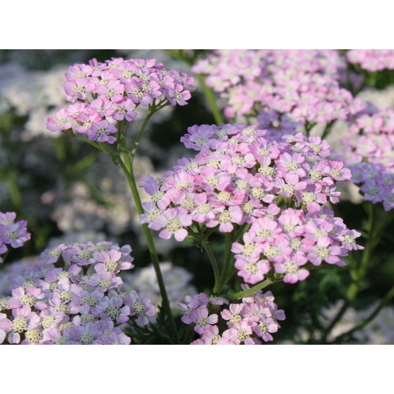 Achillea millefolium ‘Wonderful Wampee’