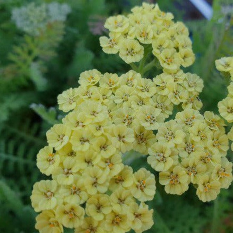 Achillea ‘Moondust’  (PBR)|1L