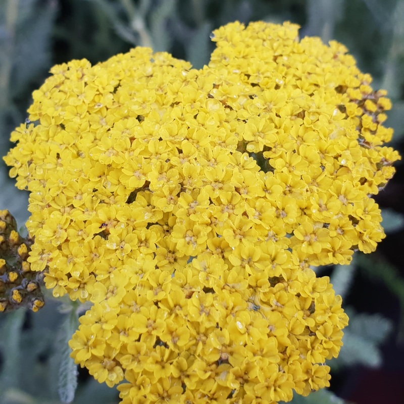Achillea ‘Moonshine’|2L