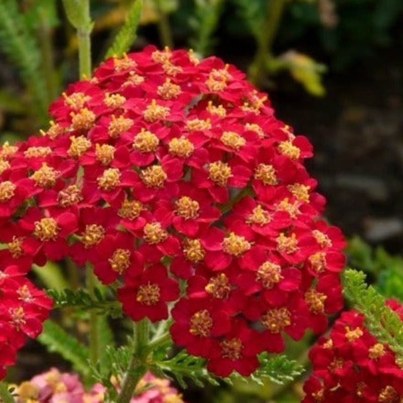 Achillea ‘Paprika’|2L