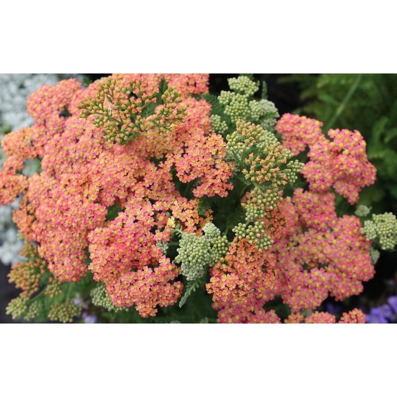 Achillea ‘Peachy Seduction’ (PBR)