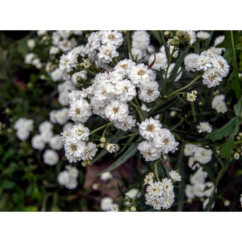 Achillea ptarmica|2L